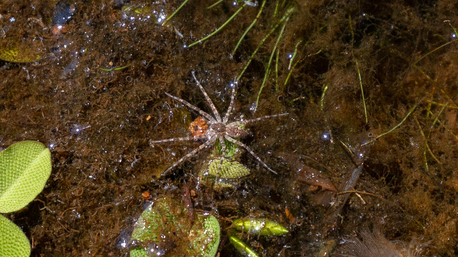 White-banded fishing spider foraging in shallow water