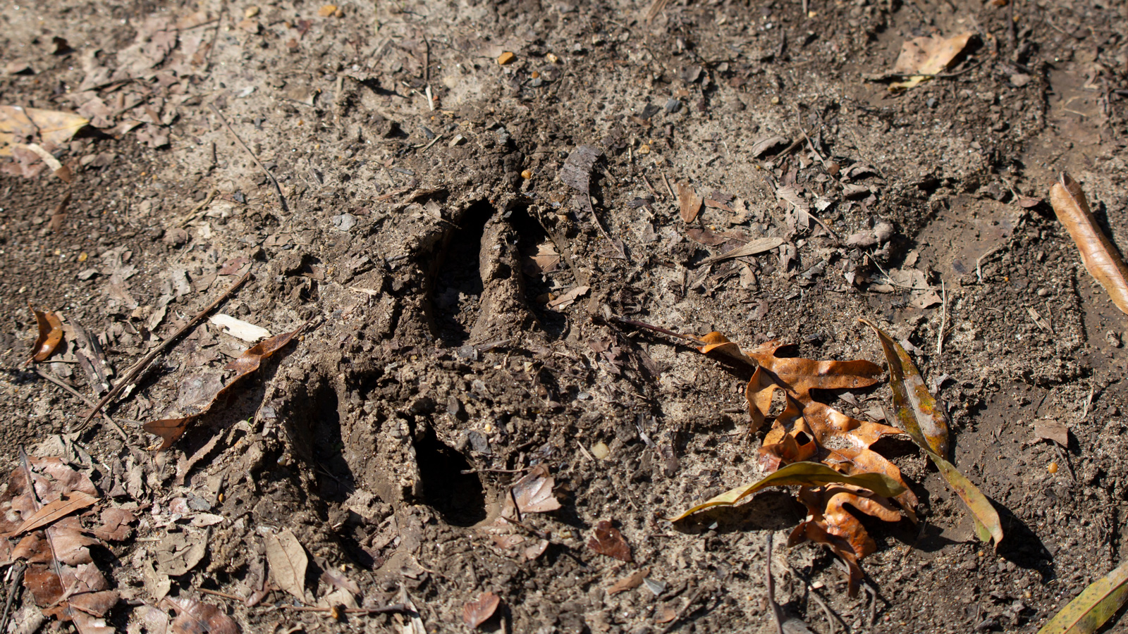 White-tailed deer tracks in dirt