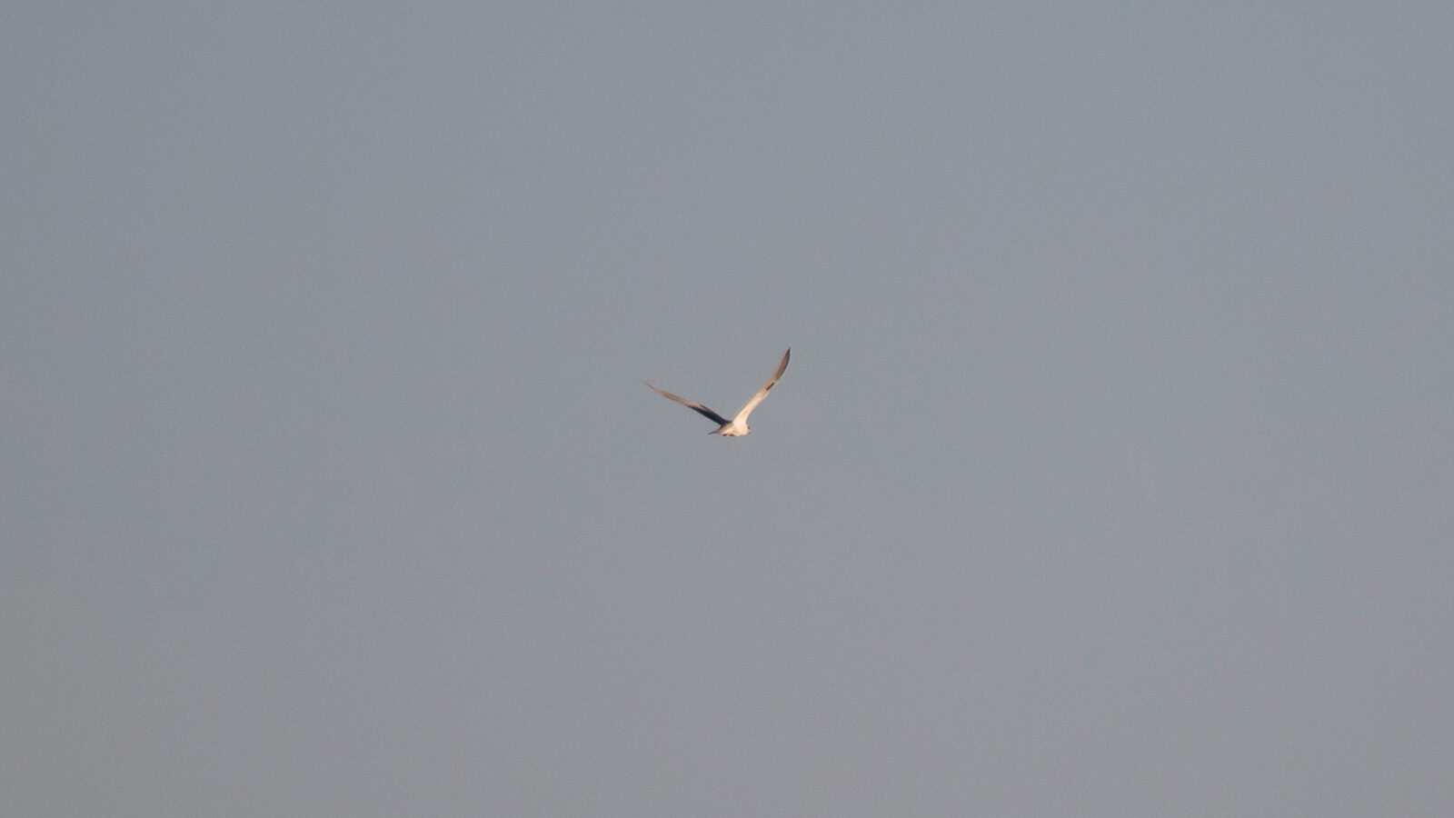White-tailed kite soaring in the sky at dusk