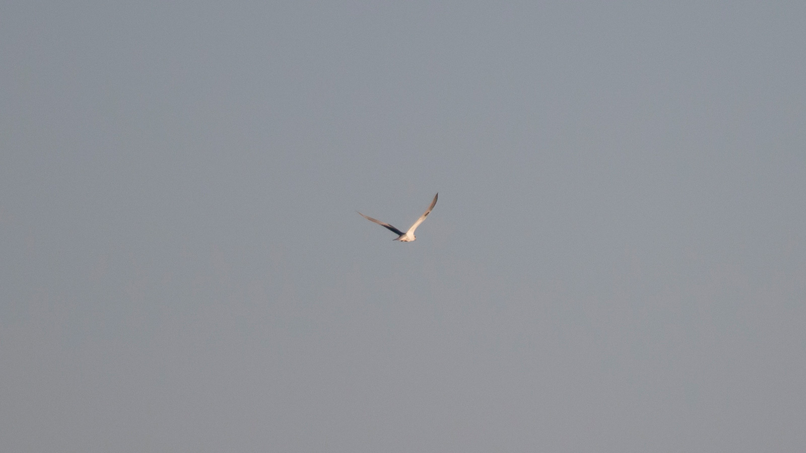 White-tailed kite soaring in the sky at dusk