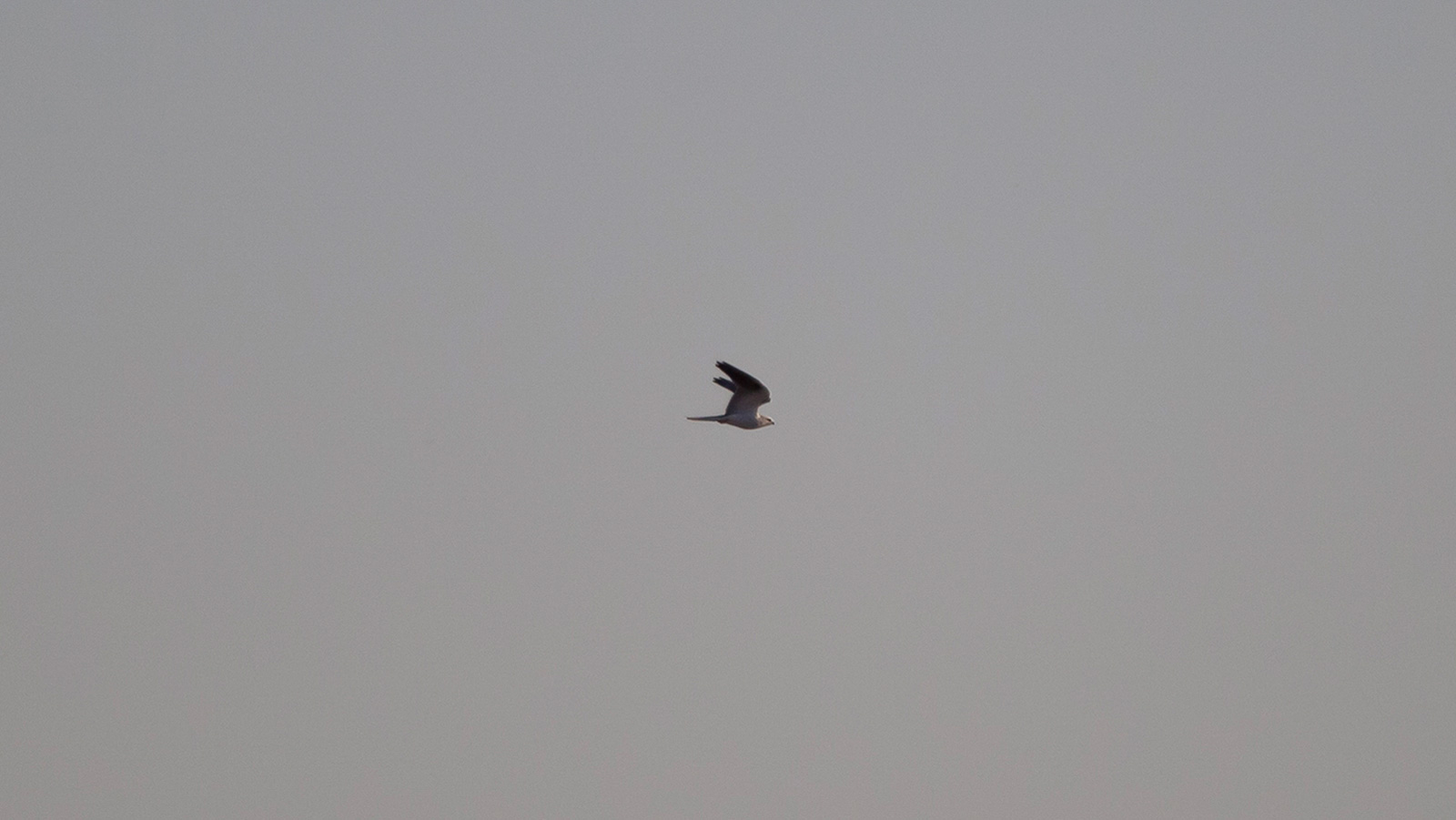 White-tailed kite soaring in the sky at dusk