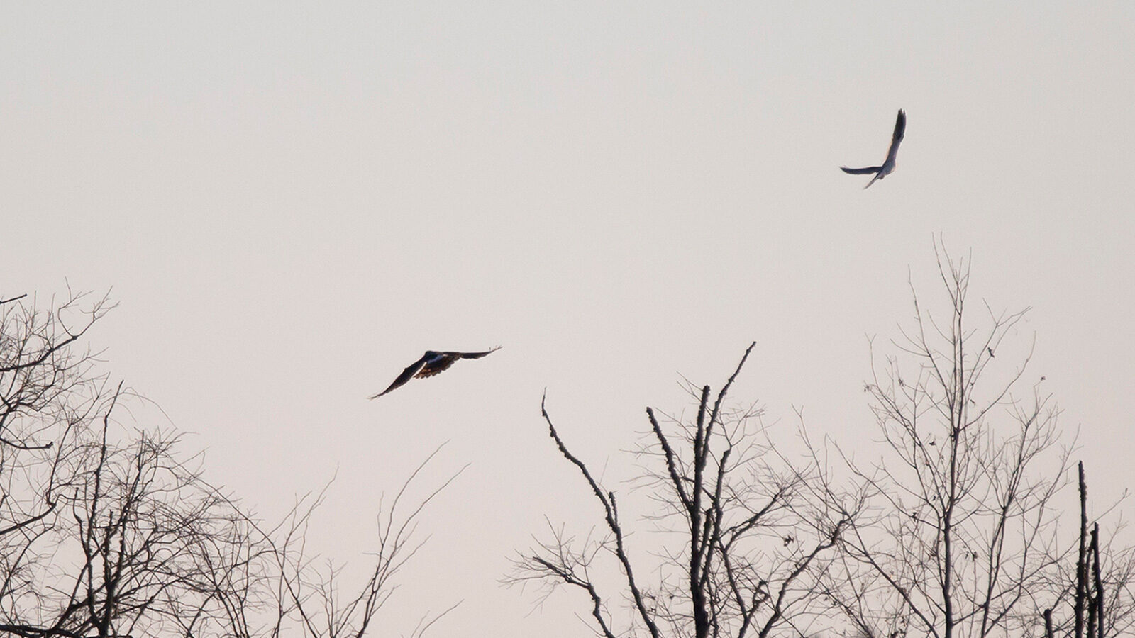 White-tailed kites flying through the sky at dusk