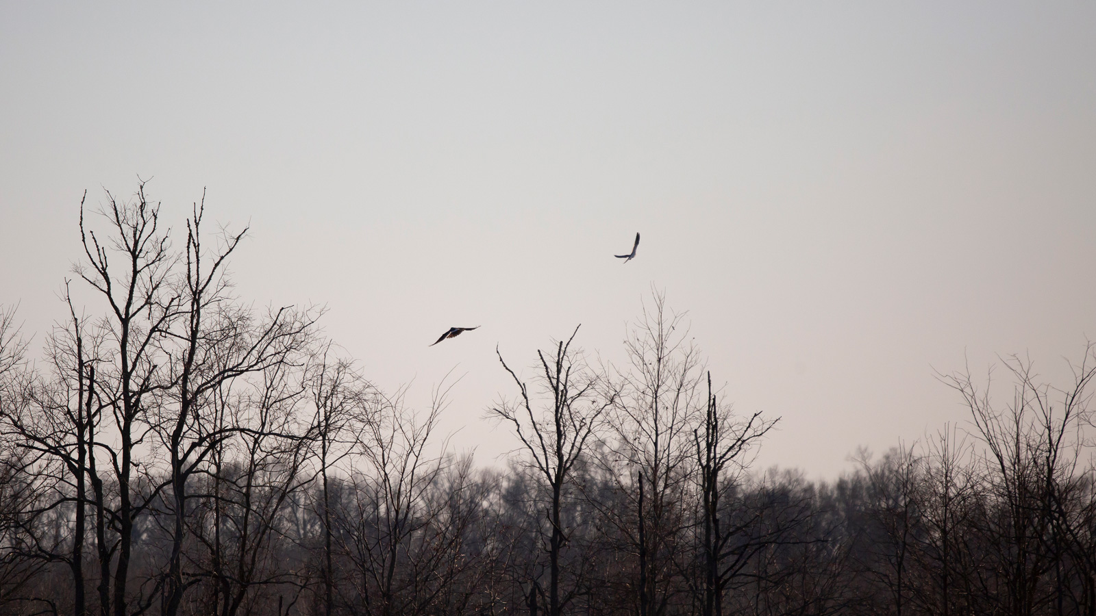 White-tailed kites flying through the sky at dusk