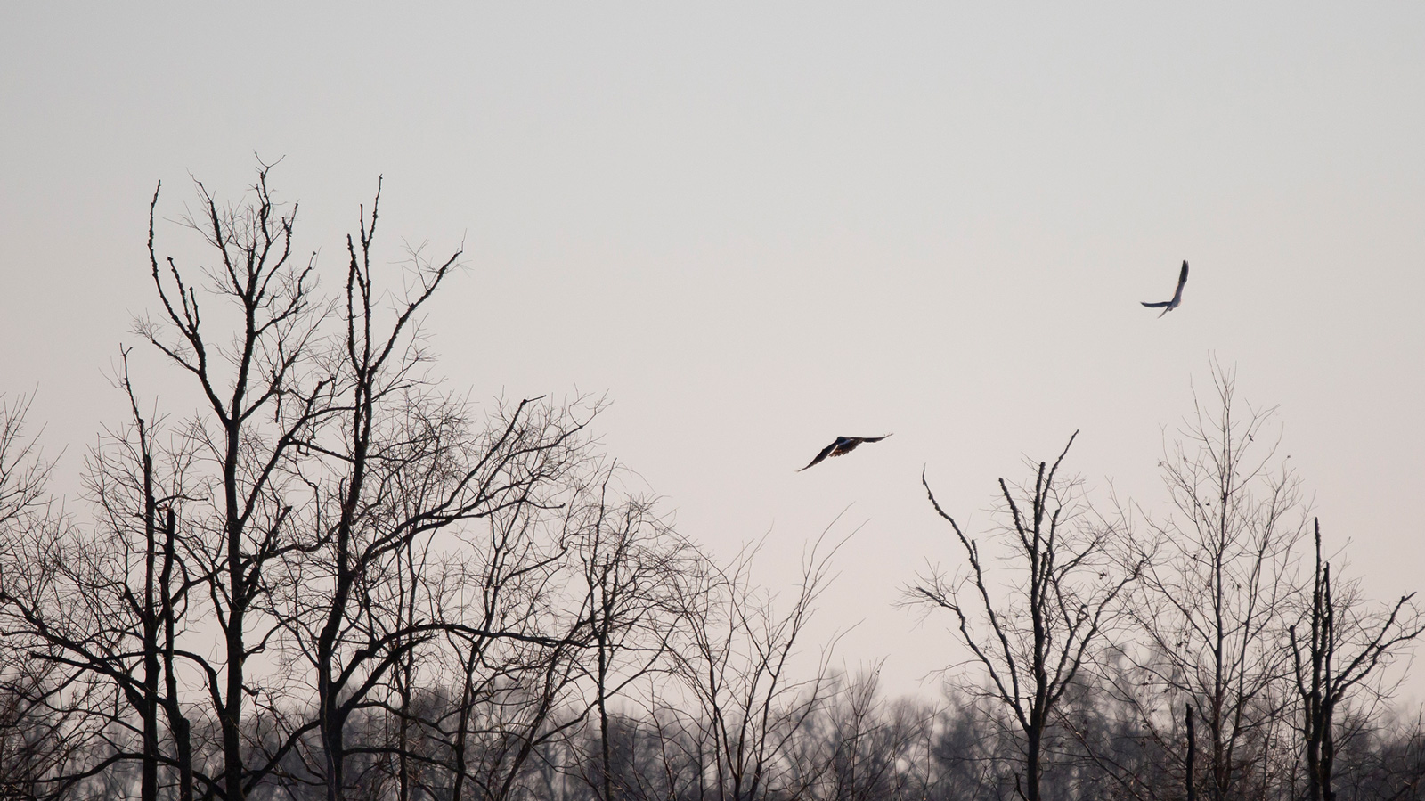 White-tailed kites flying through the sky at dusk