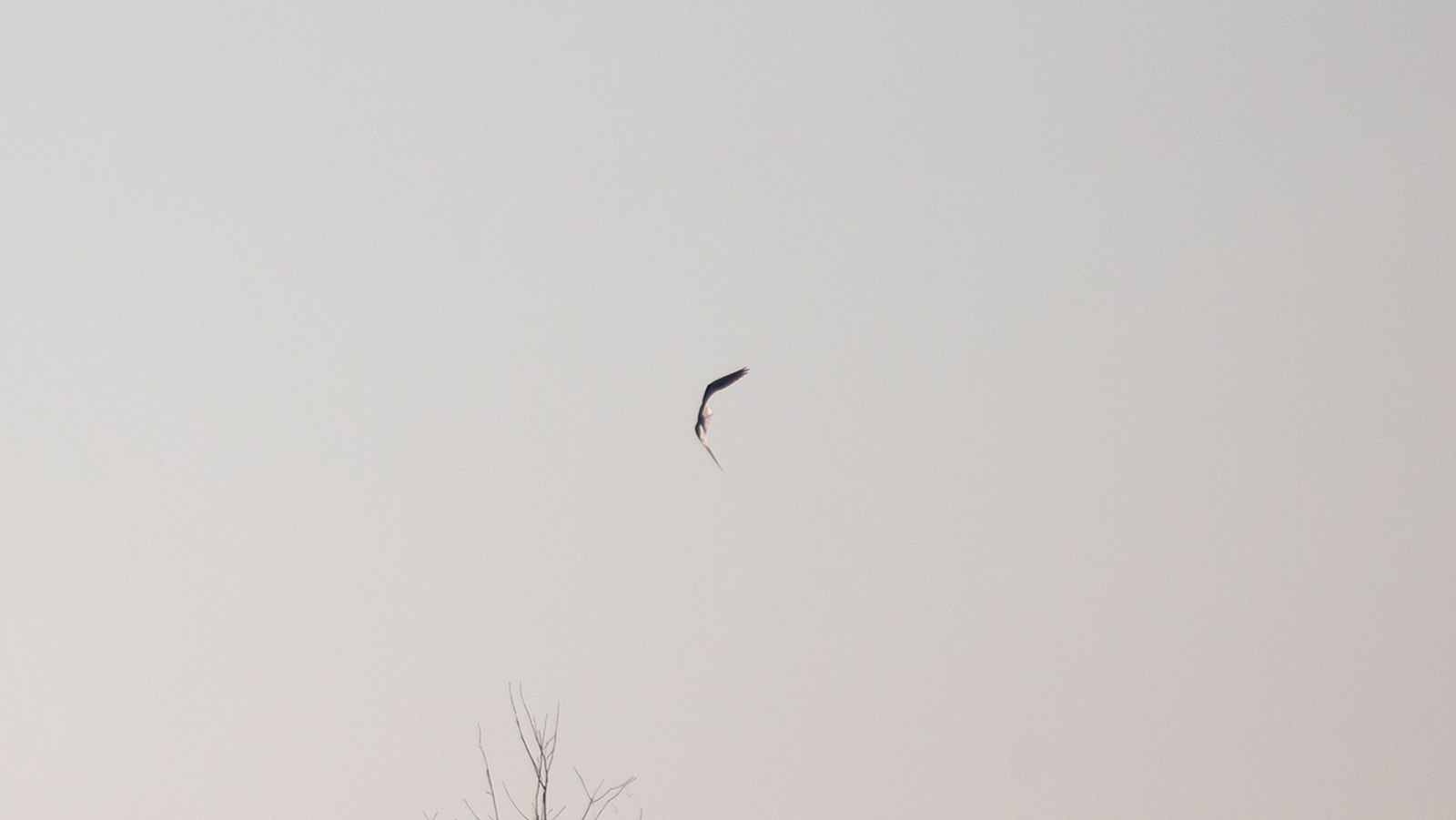 White-Tailed Kite