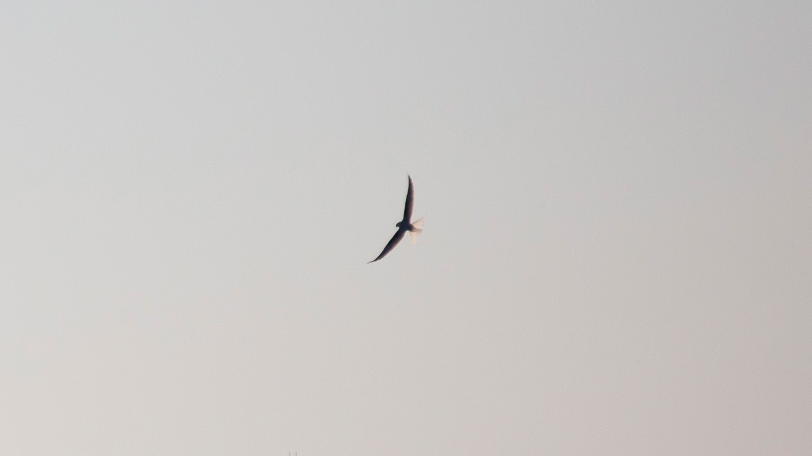 White-tailed kite soaring in the sky at dusk