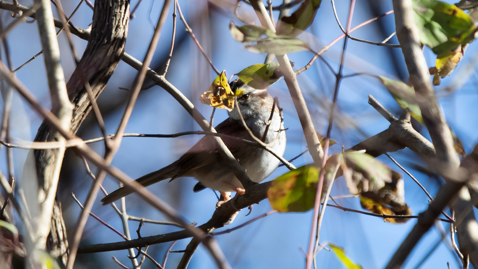 White-throated sparrow standing on a limb