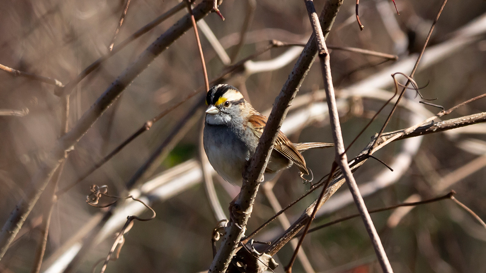 White-throated sparrow looking out from its perch on a branch