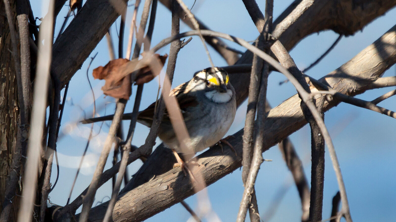 White-throated sparrow looking out from its perch on a limb