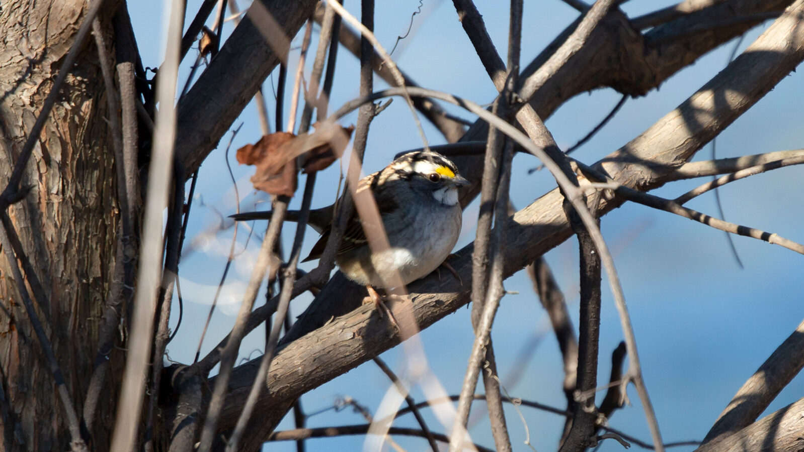White-throated sparrow looking out from its perch on a limb