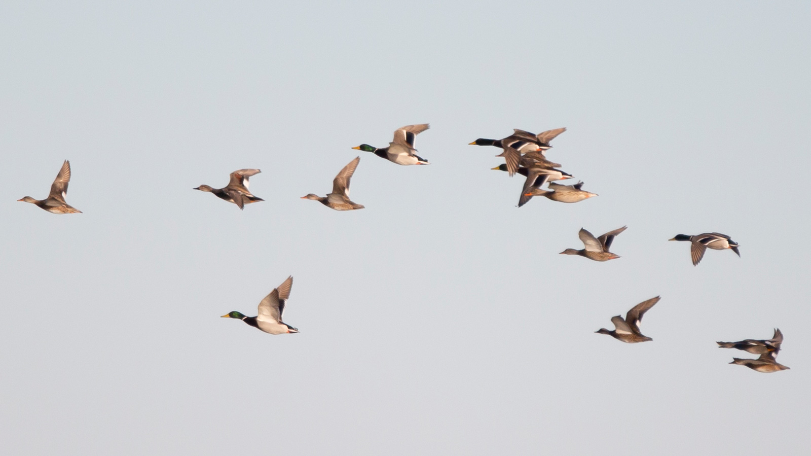 American wigeon, gadwall, and mallard ducks flying in the sky flying in the sky