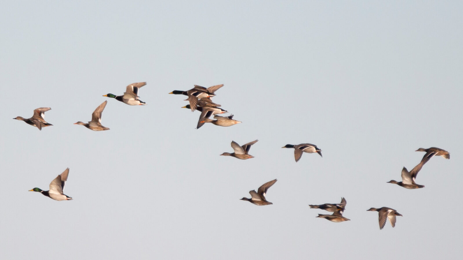 American wigeons, gadwall, and mallard ducks flying through the sky