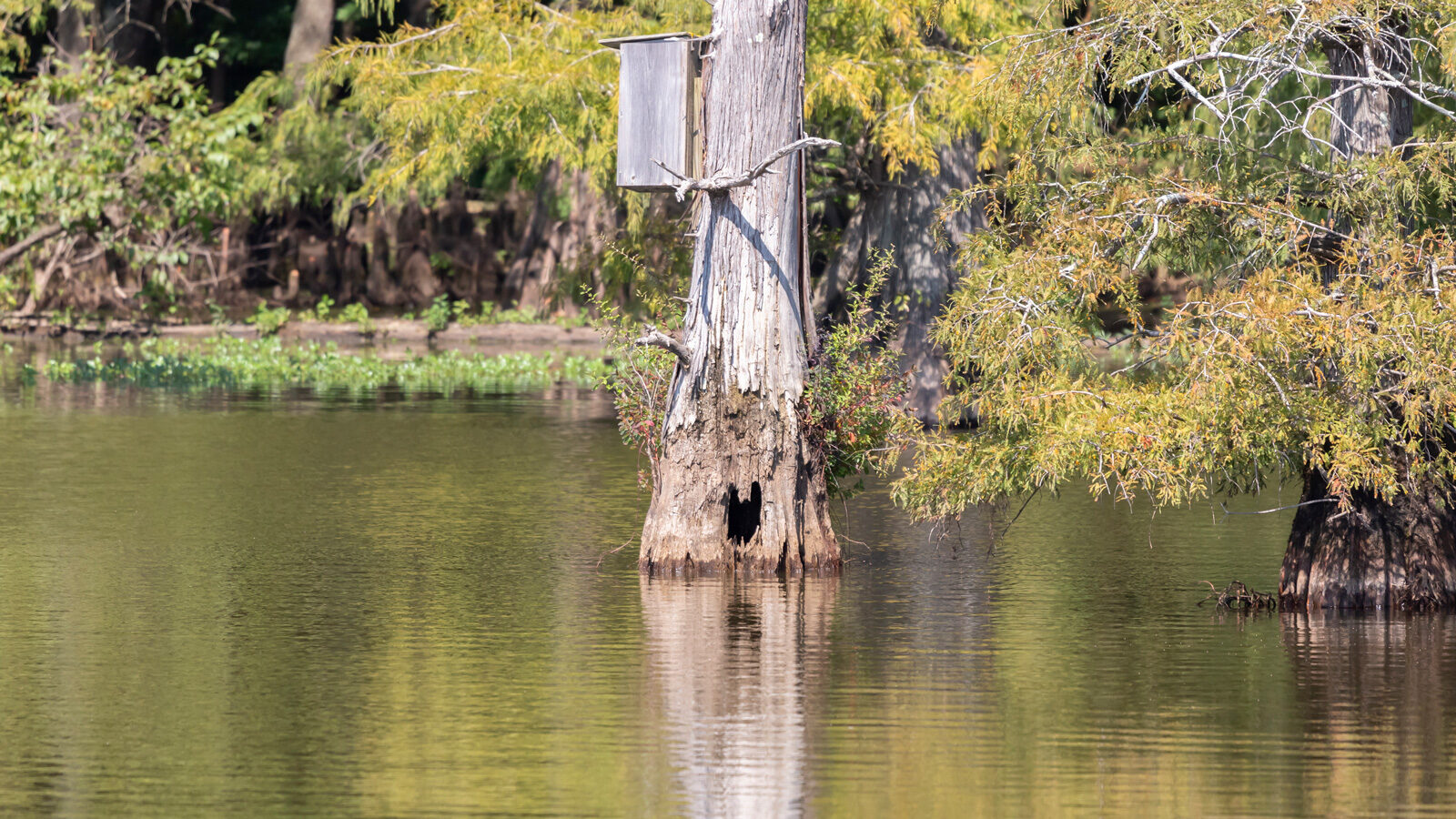 Wood duck nesting box attached to a tree over water