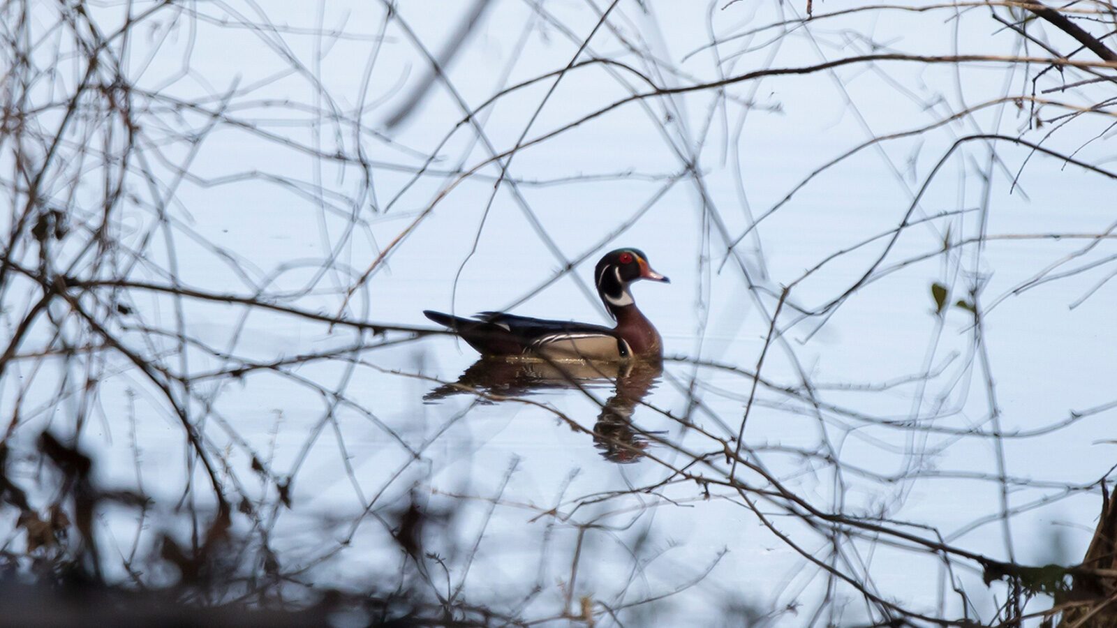 Wood duck swimming in a lake behind branches