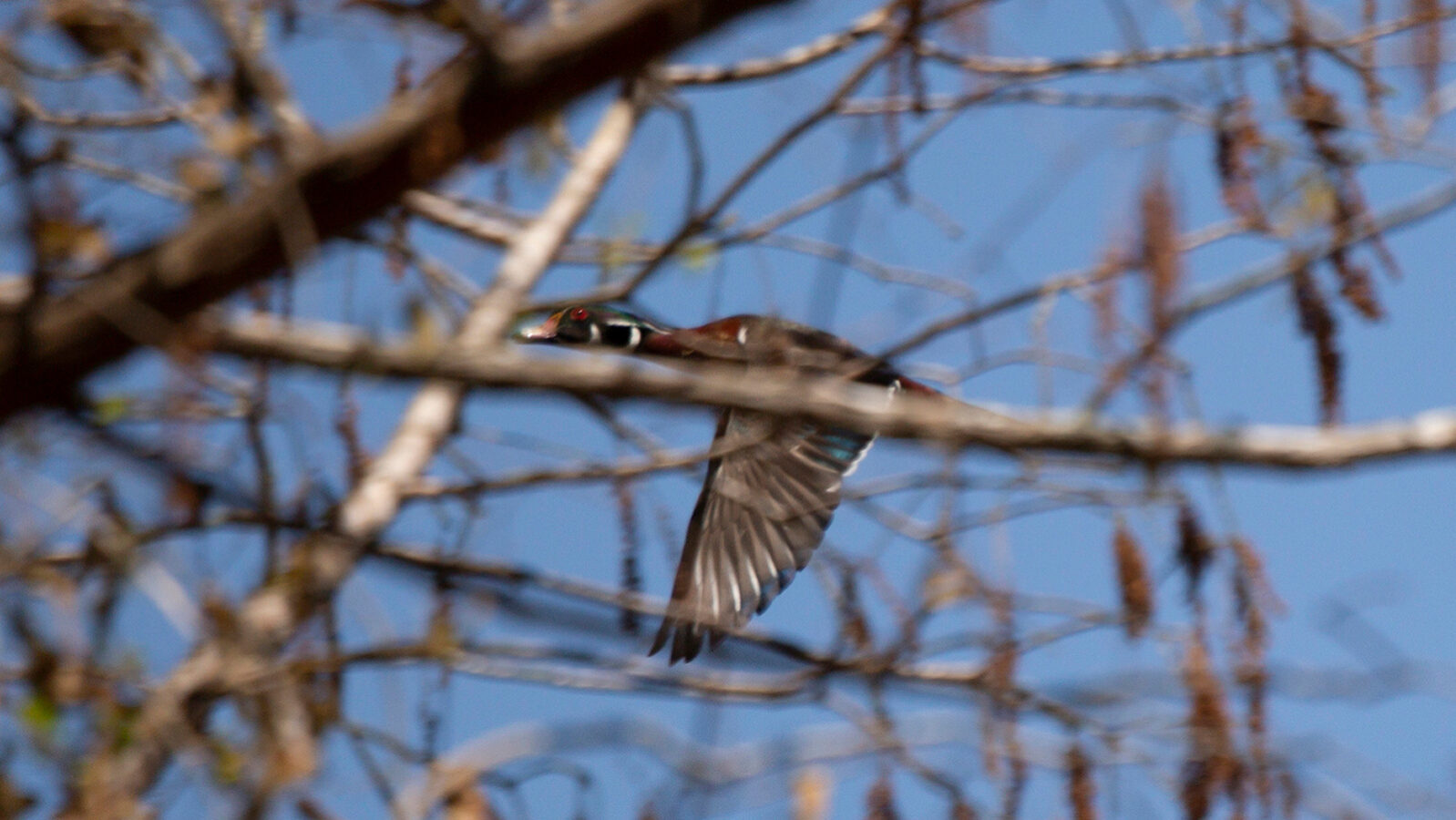 Male wood duck flying past a tree limb