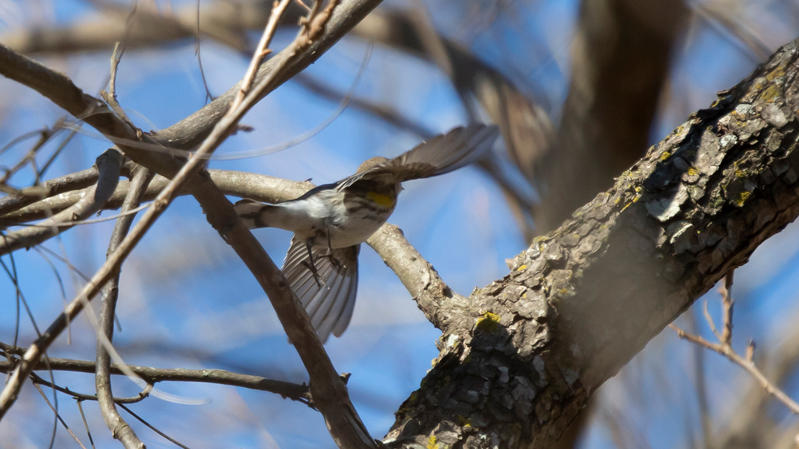Yellow-rumped warbler landing in a tree