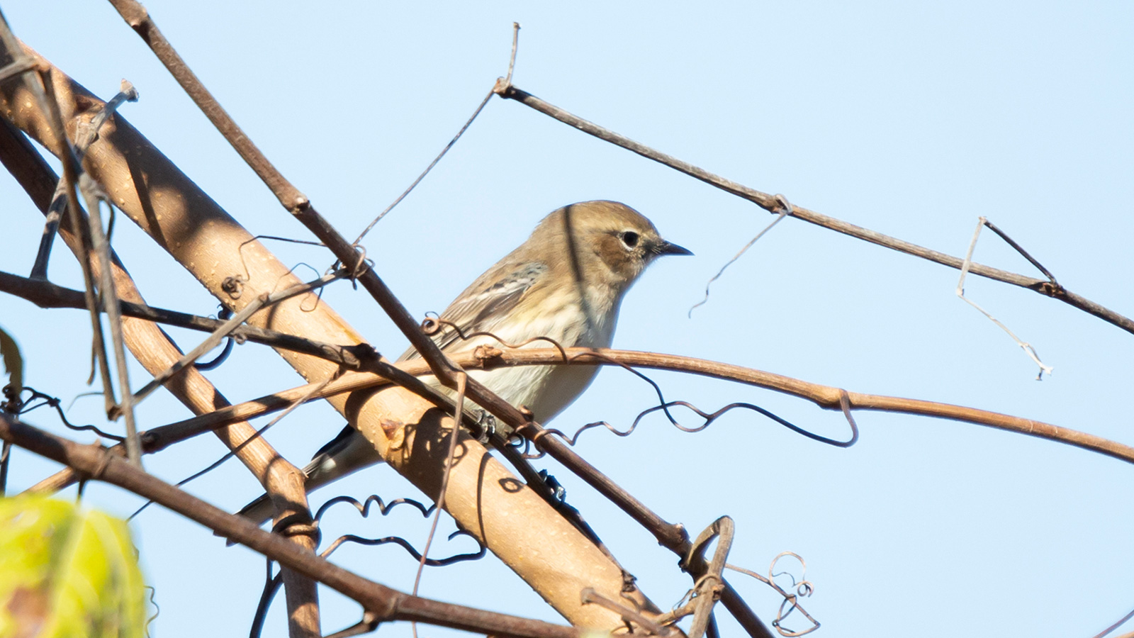 Yellow-rumped warbler perched on a vine