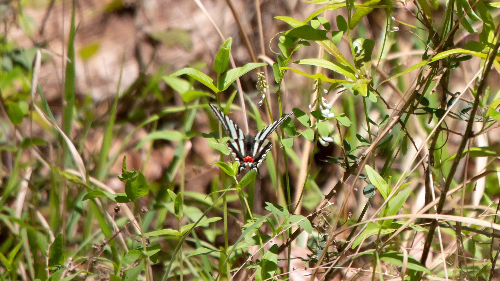 Zebra swallowtail butterfly foraging