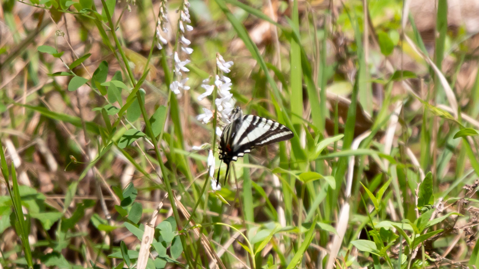 Zebra swallowtail butterfly foraging