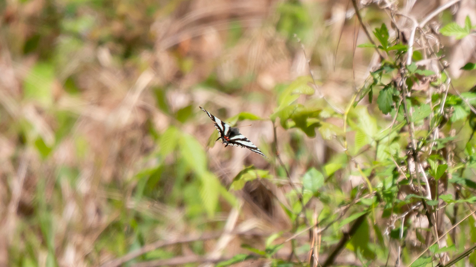 Zebra swallowtail butterfly flying near the ground