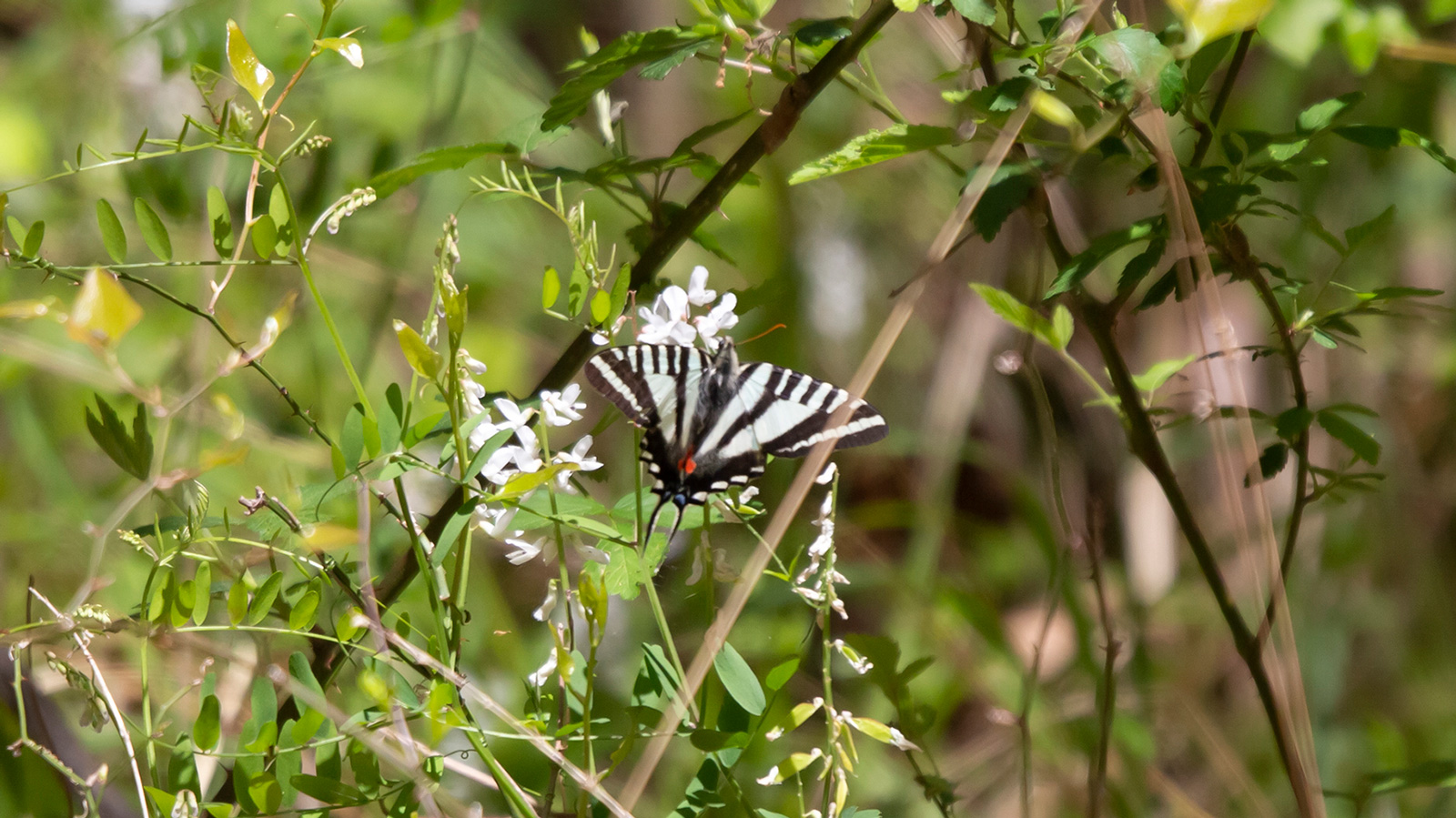 Zebra Swallowtail