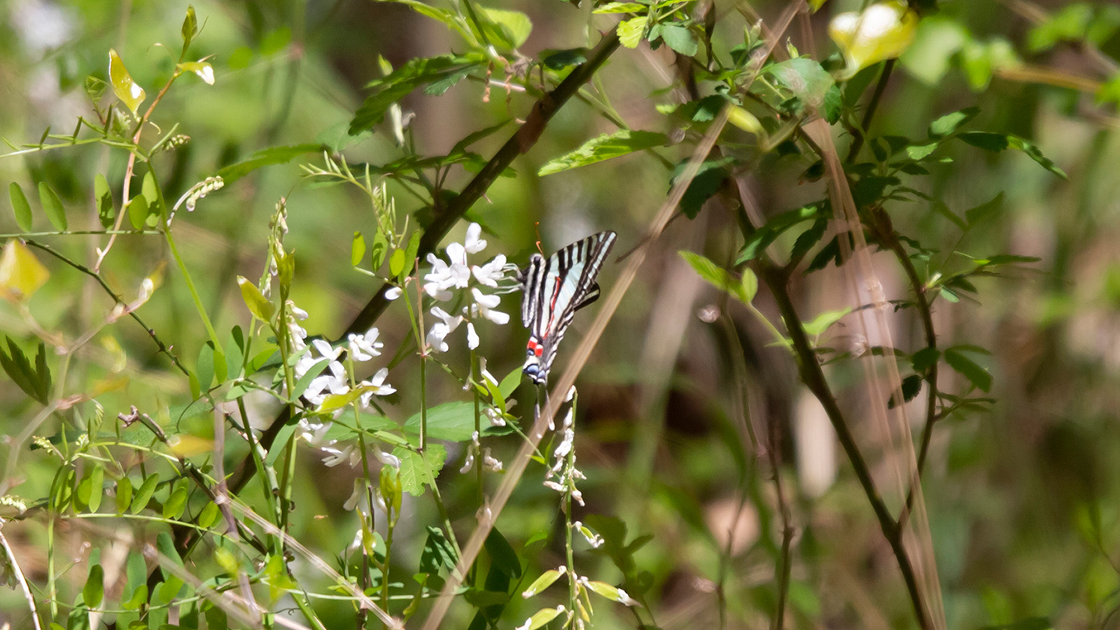 Zebra swallowtail butterfly drinking nectar