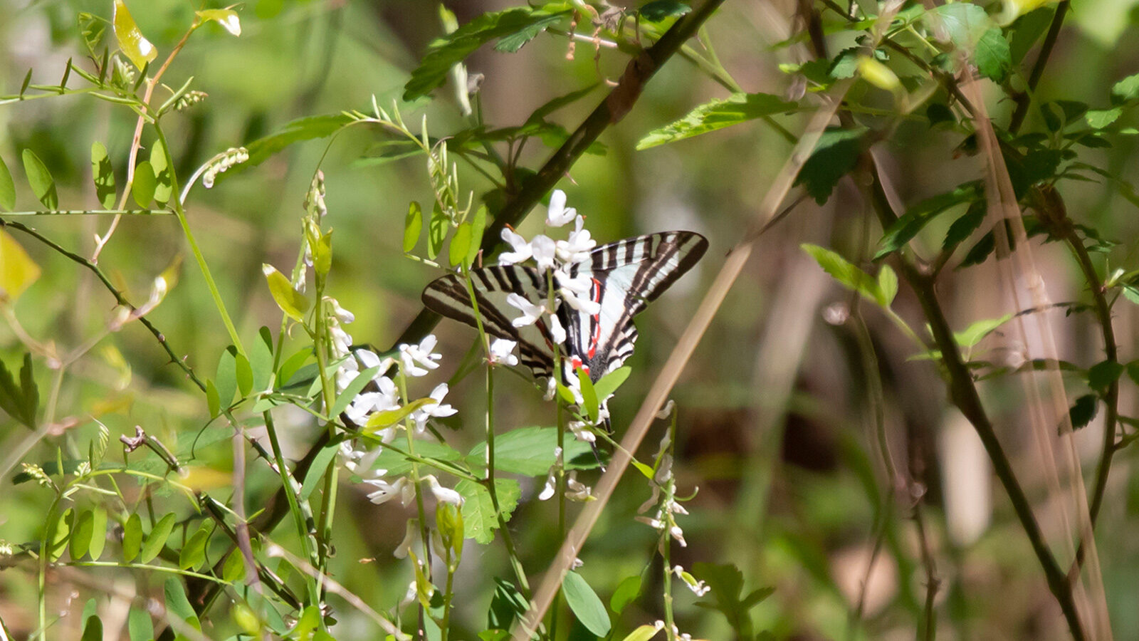 Zebra swallowtail butterfly drinking nectar