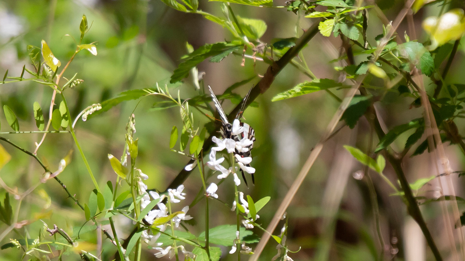 Zebra swallowtail butterfly drinking nectar