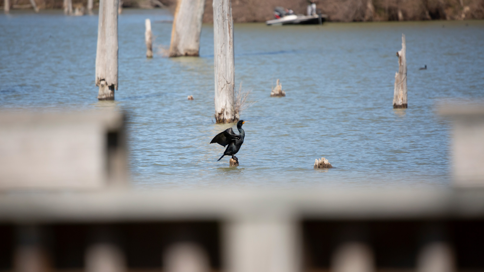 Double-crested cormorant perched on a wooden post in water