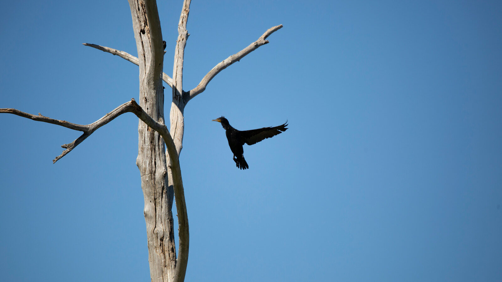 Double-crested cormorant flying