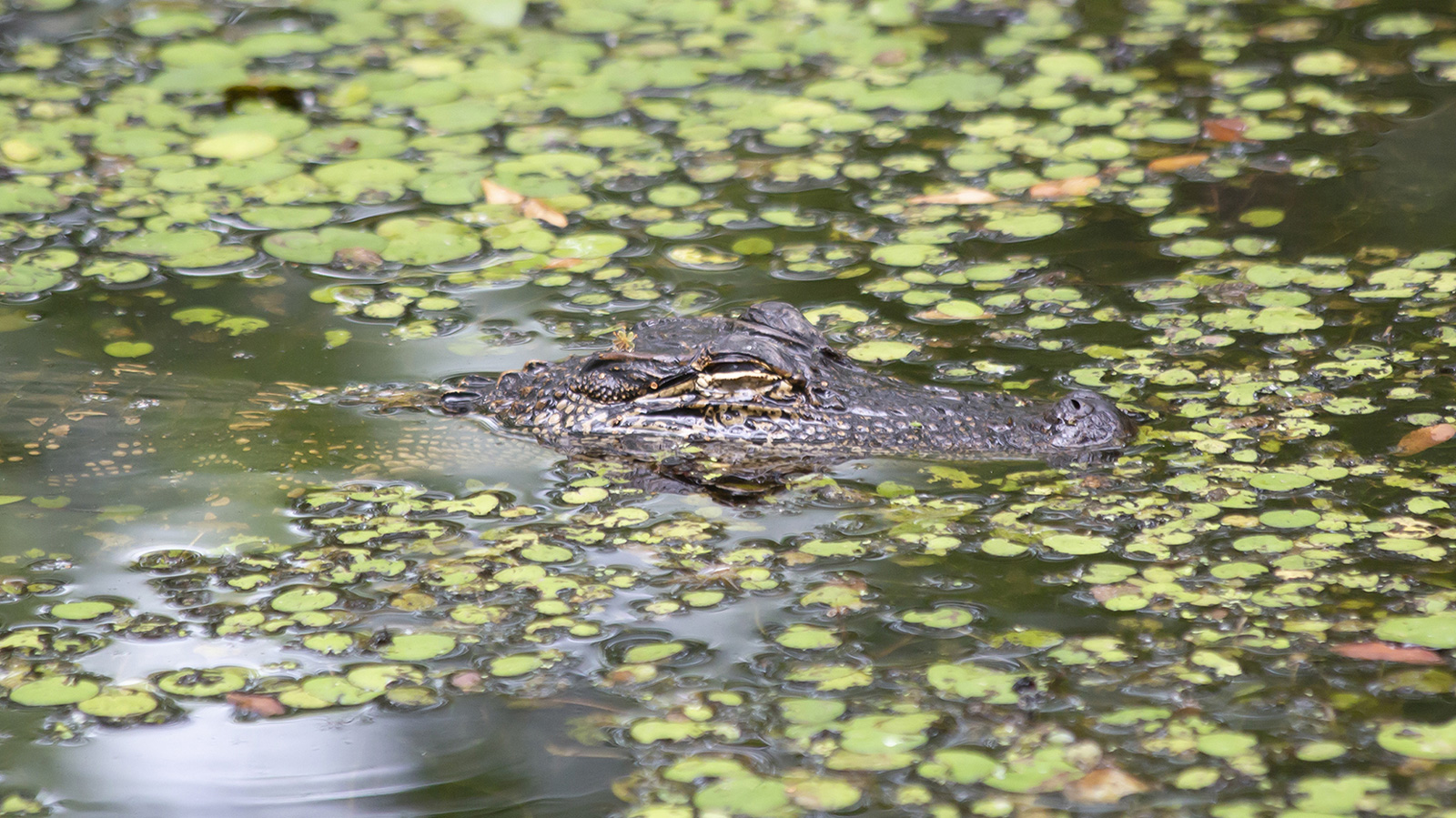 American alligator swimming in leafy water