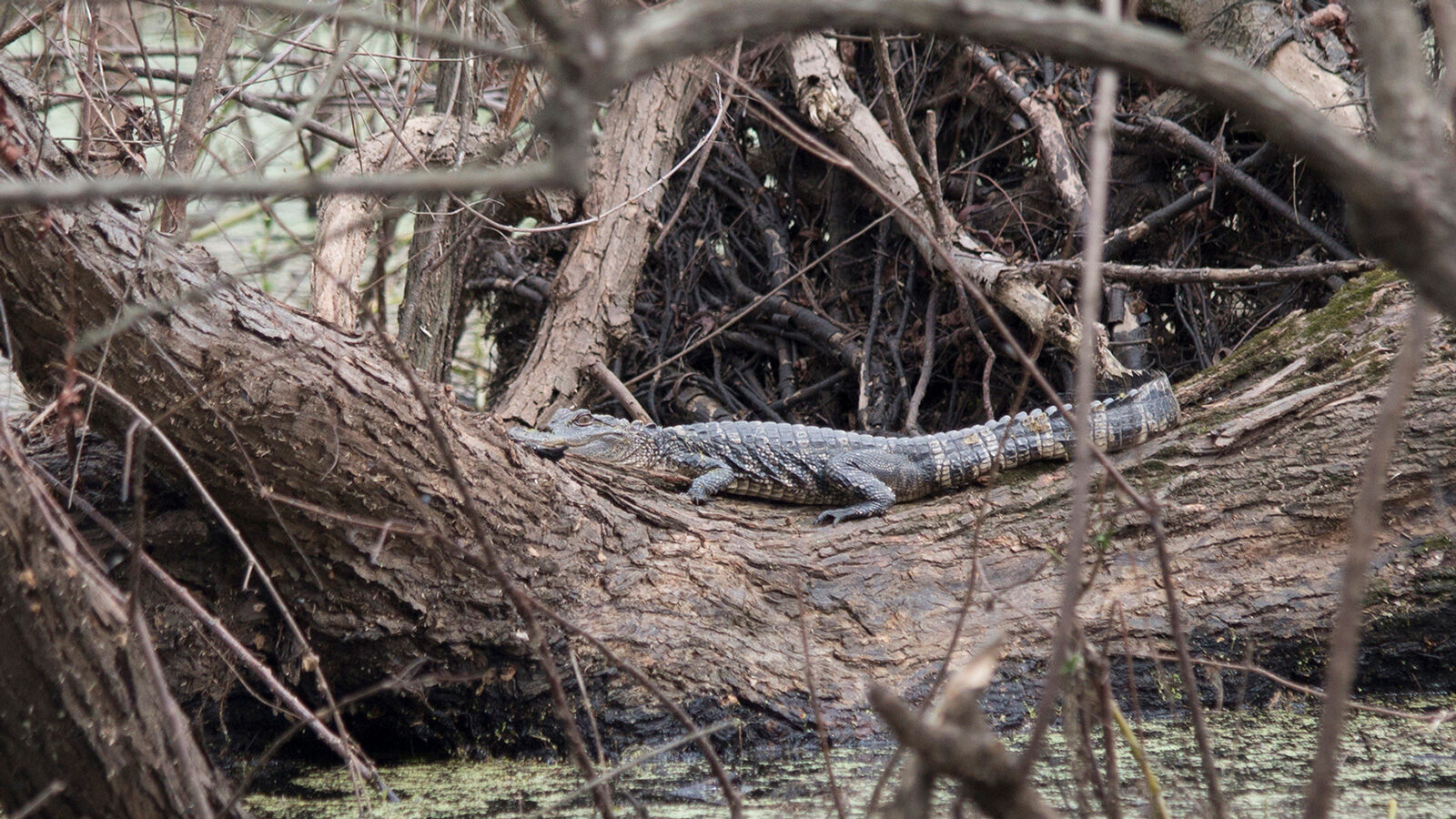American alligator crawling on log