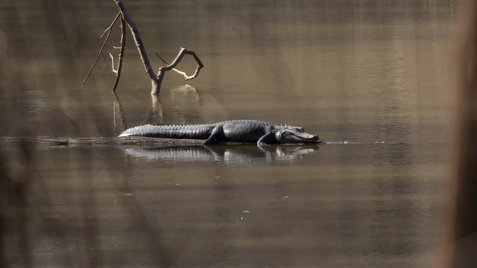 American Alligator