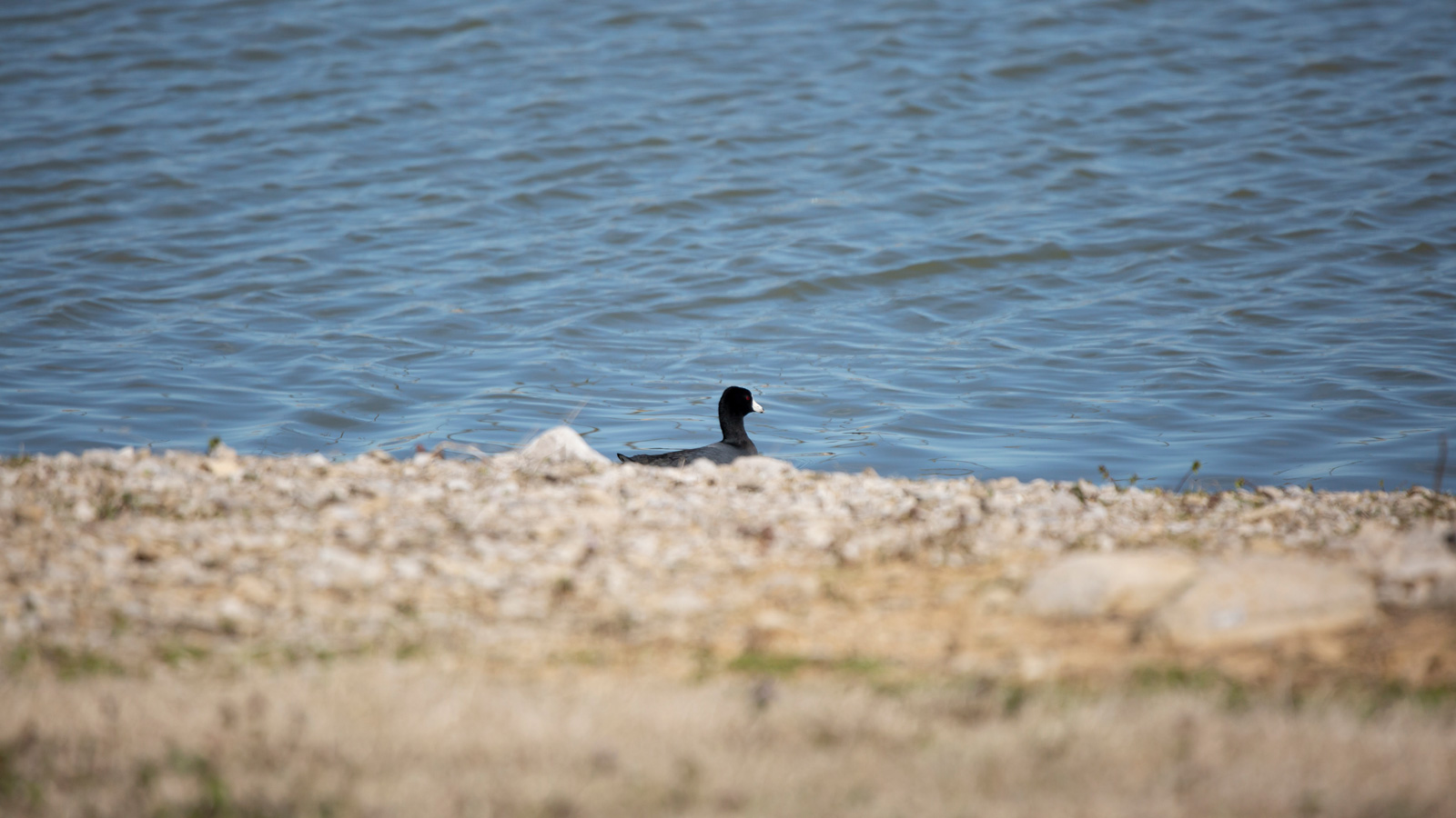 American coot swimming