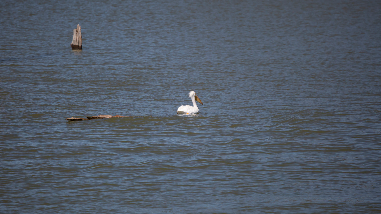 American White Pelican