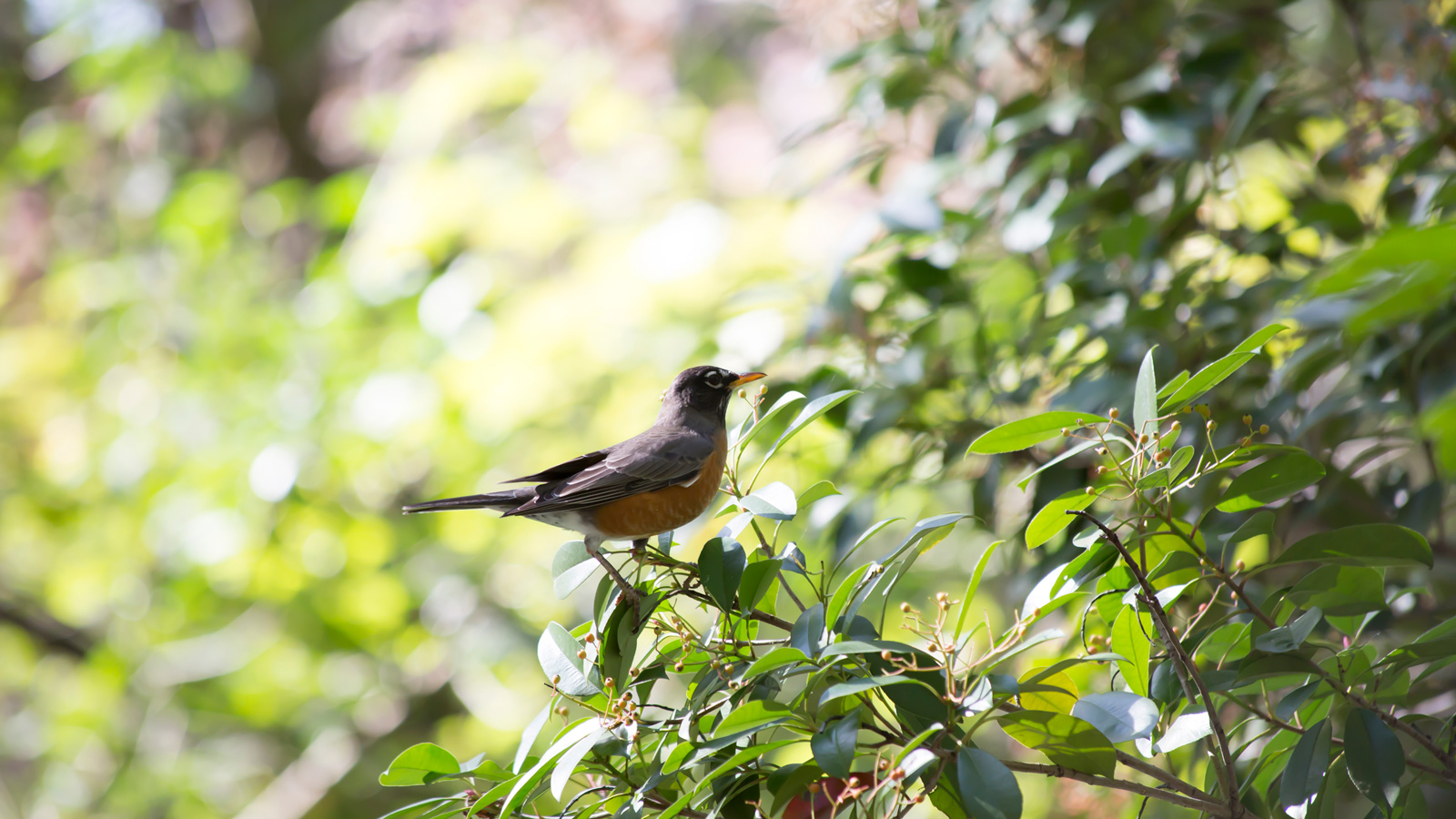 American Robin