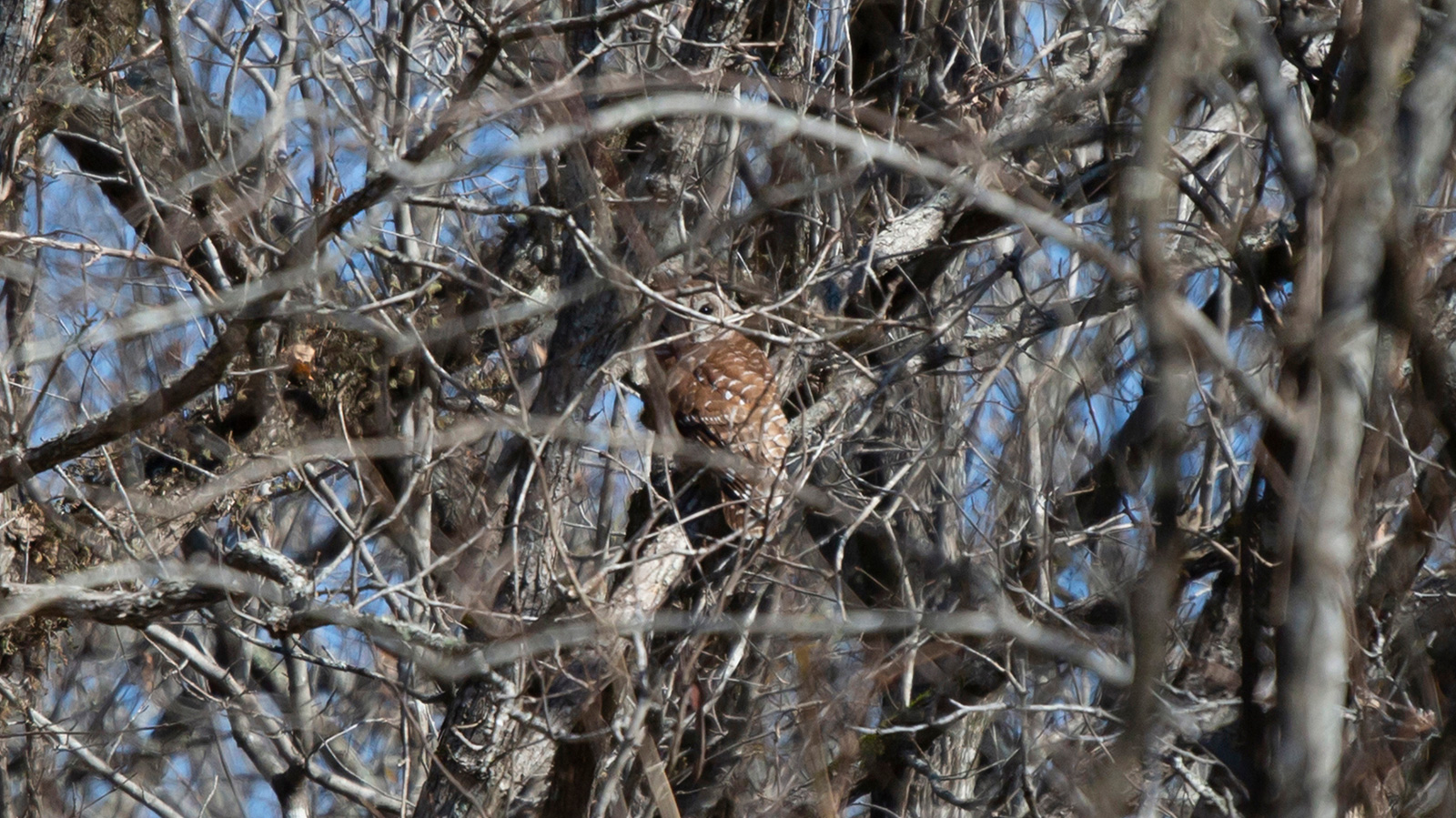 Barred owl on a tree trunk