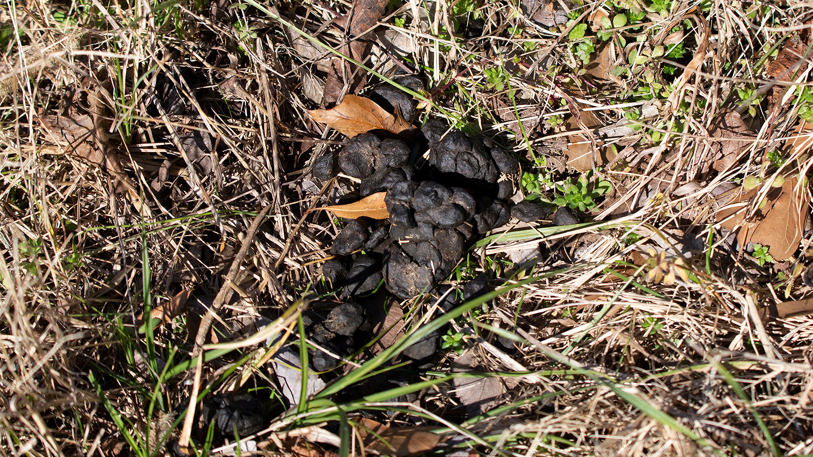 Louisiana Black Bear