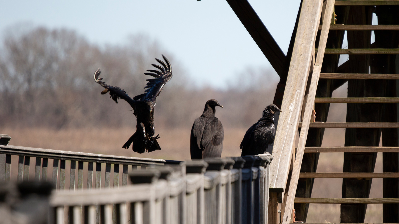 Black Vulture