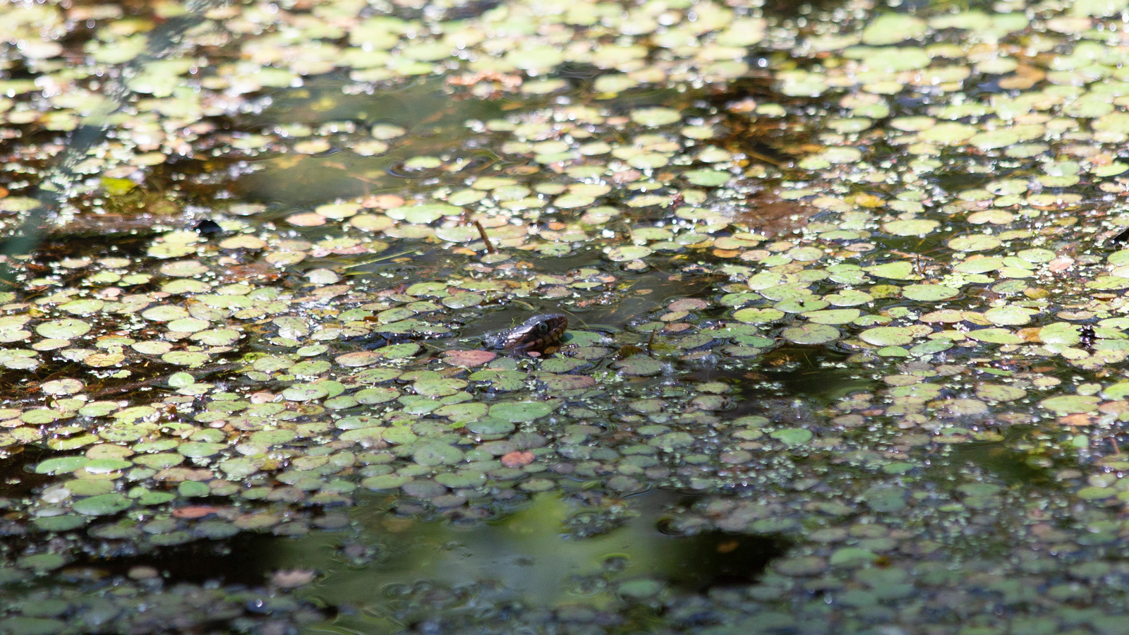 Broad-Banded Watersnake