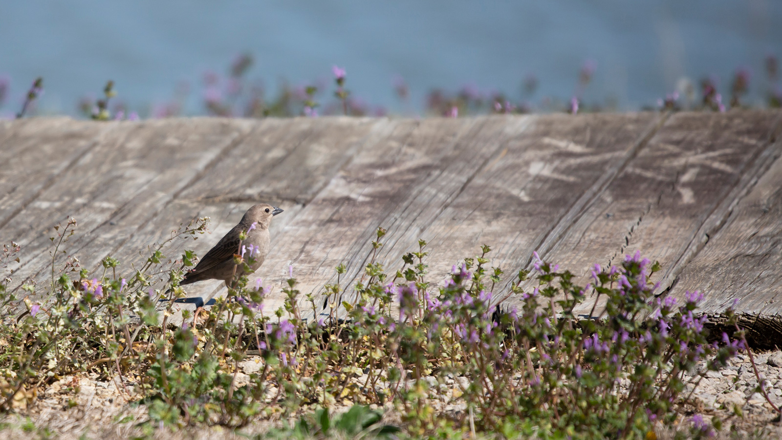 Brown-Headed Cowbird