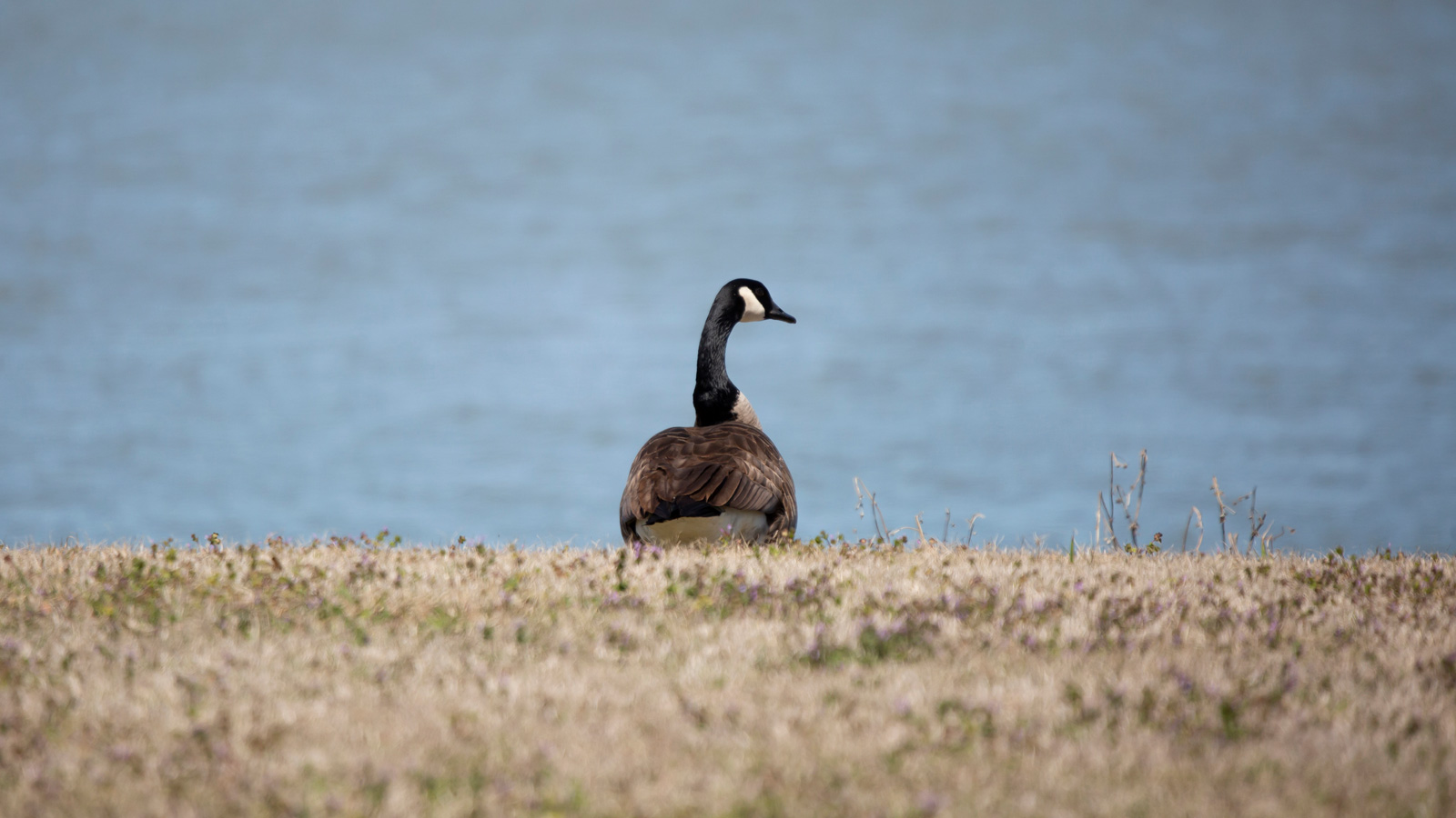 Canada Goose