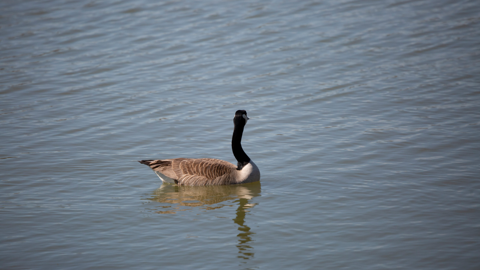 Canada goose swimming