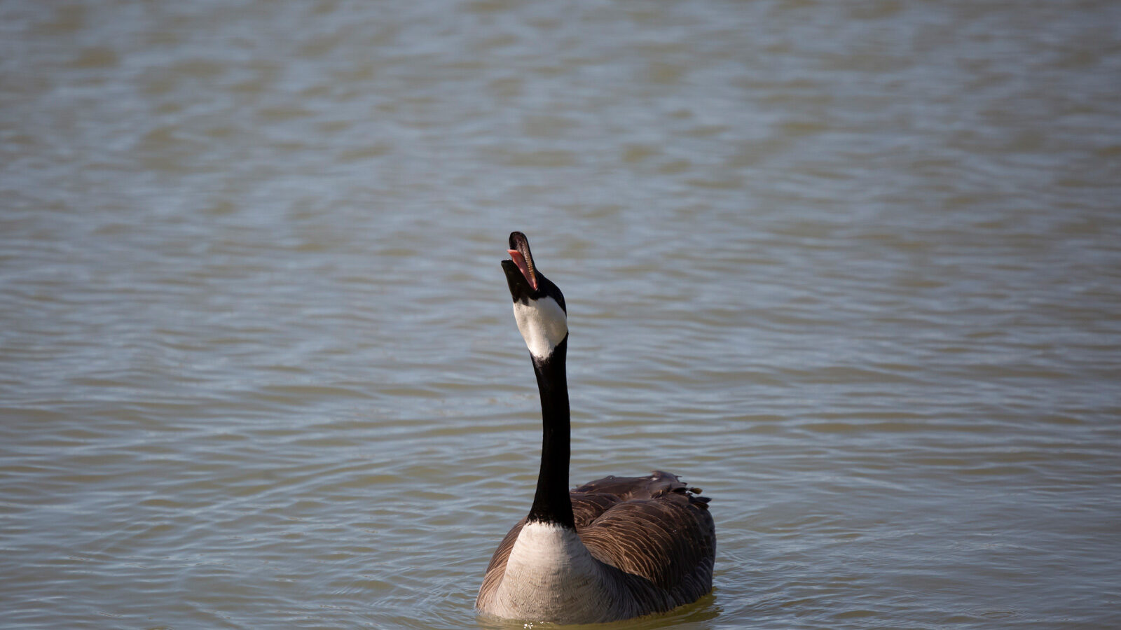 Canada goose swimming