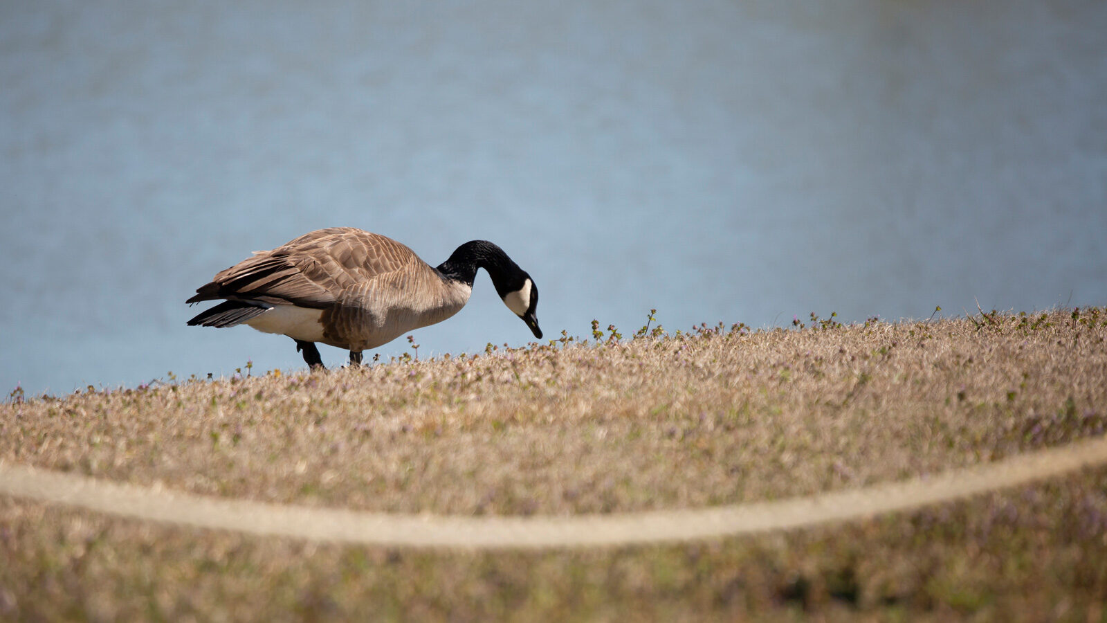 Canada goose foraging in grass
