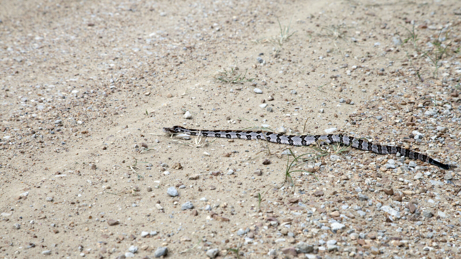 Timber rattlesnake on rocky ground