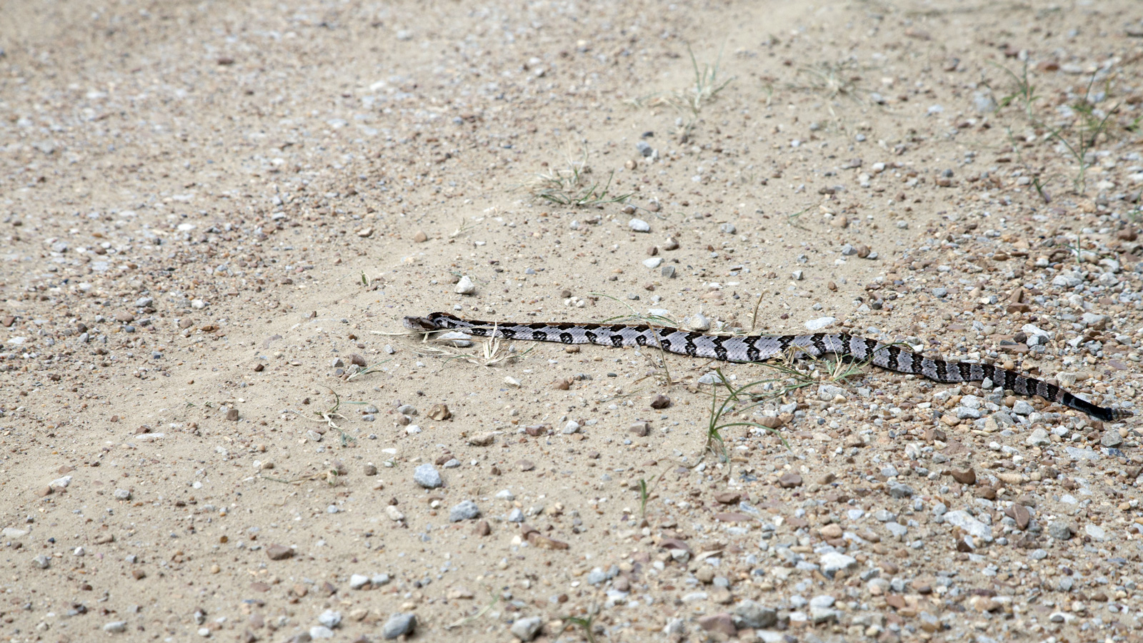 how to identify a baby rattlesnake