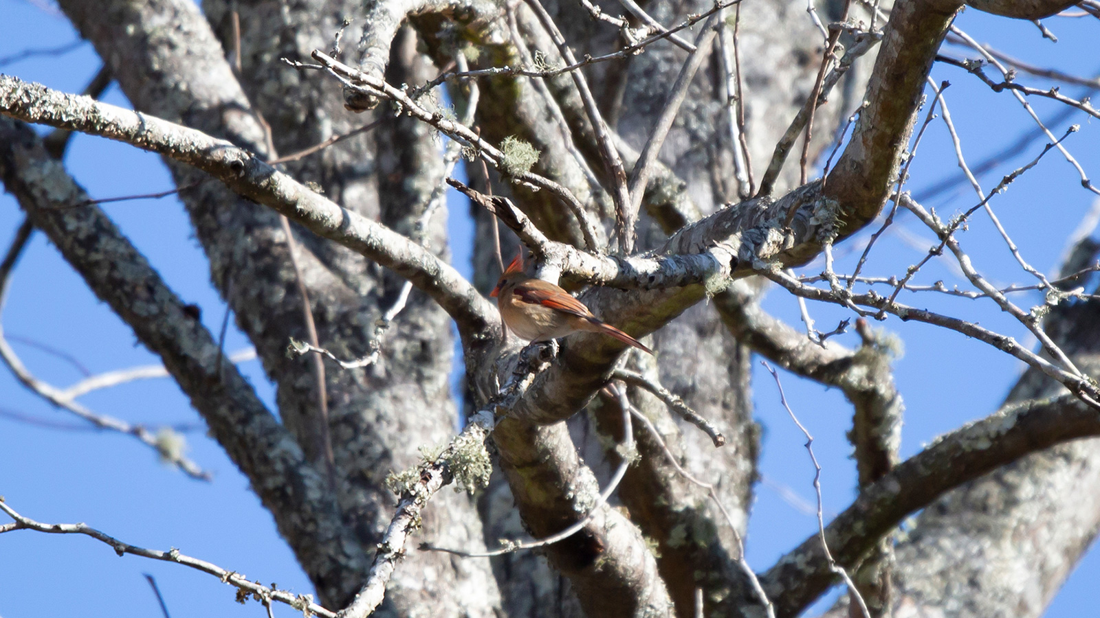 Male northern cardinal perched in a bare tree