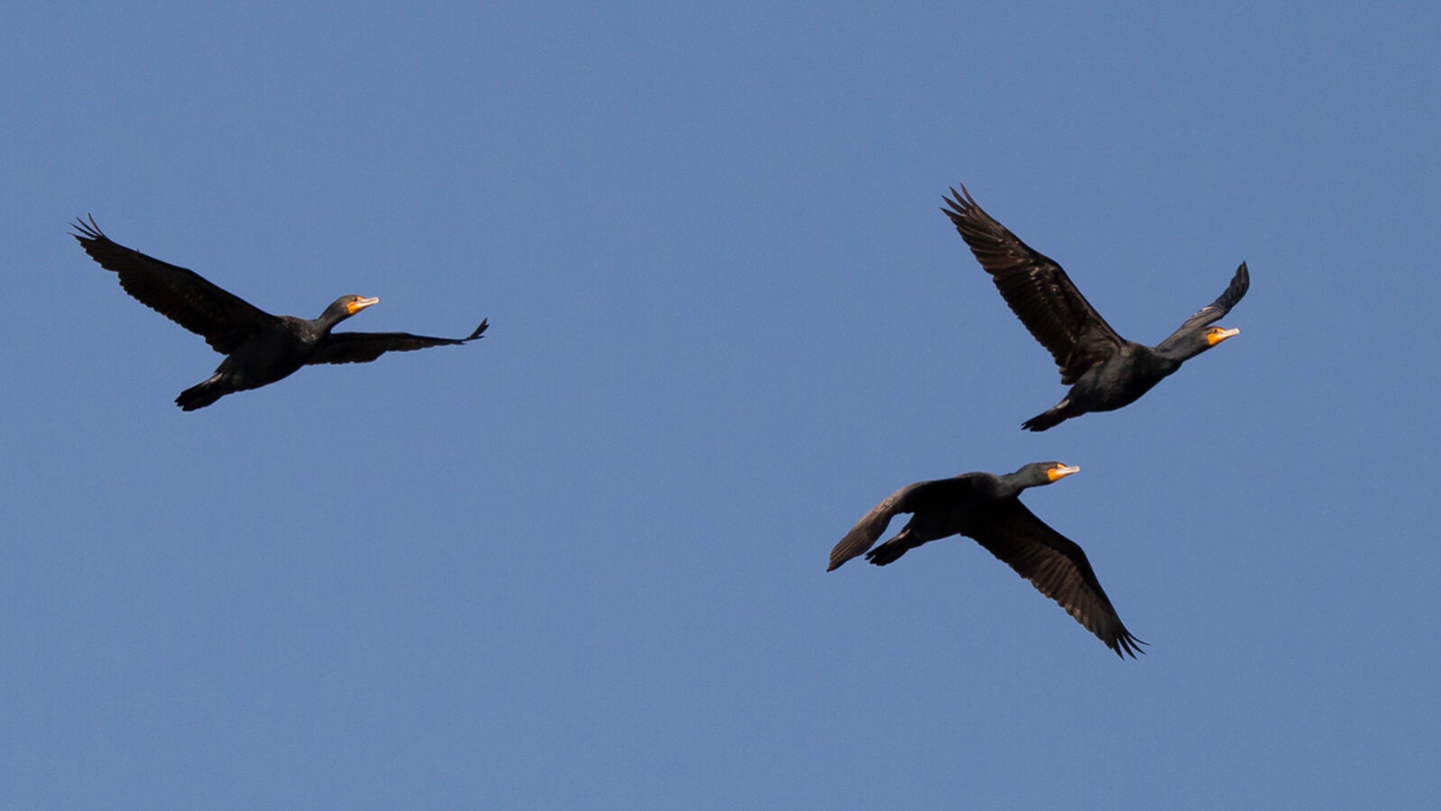 Three double-crested cormorants soaring in blue sky