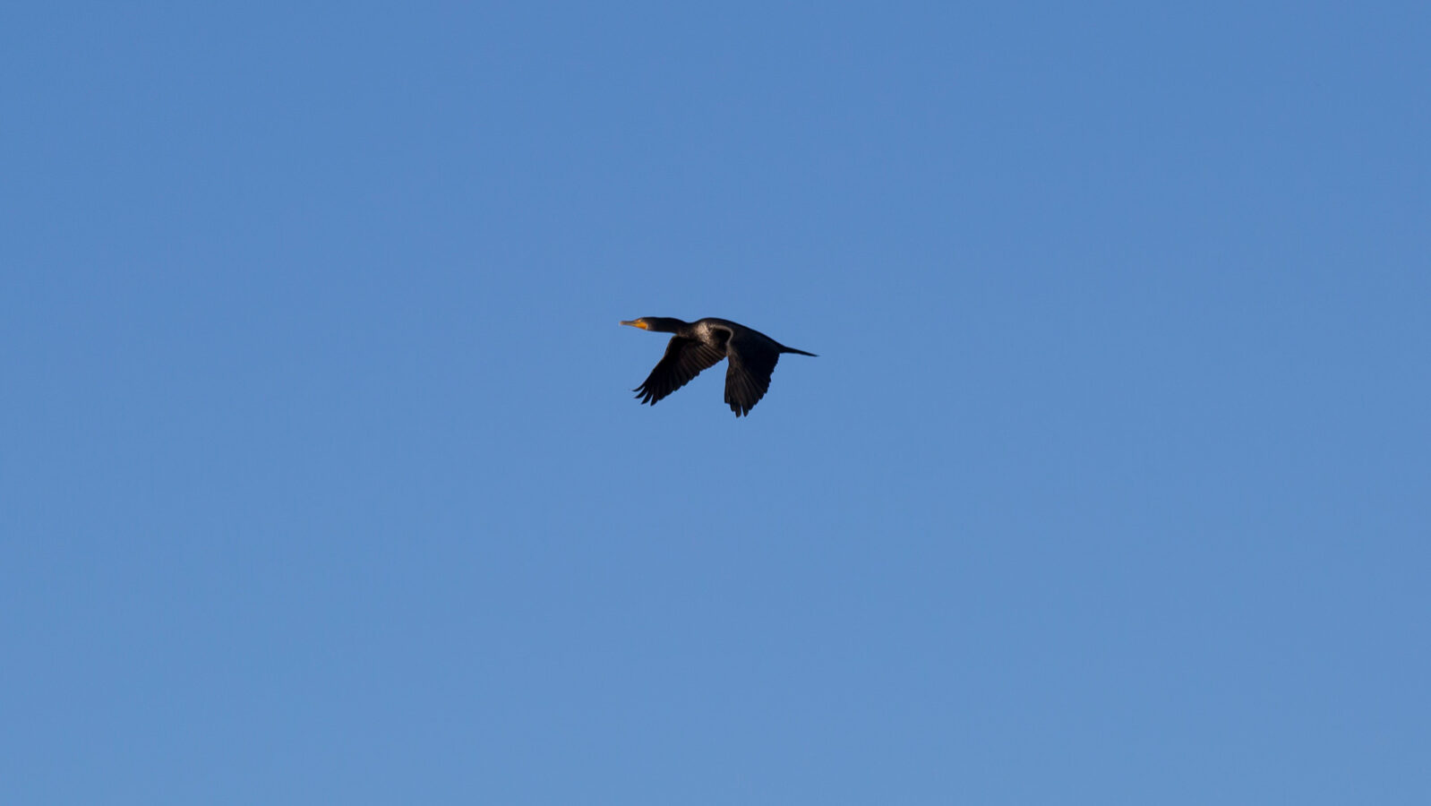 Double-Crested Cormorant